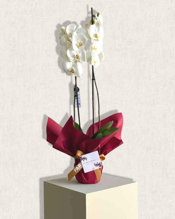 Eid White Orchids