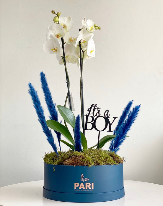 Signature BABYBOY Orchids