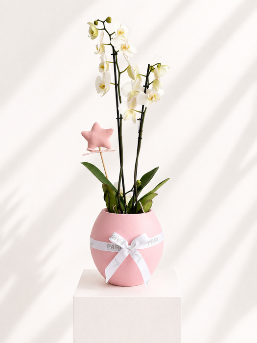 Girl Orchids