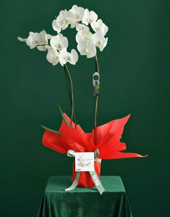 Christmas Orchids