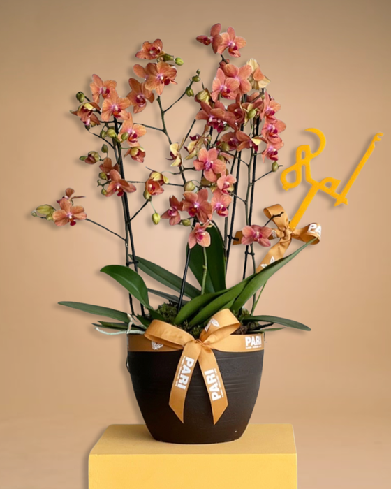 Mom Orchids Pot