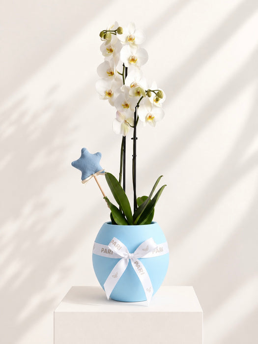 Boy Orchids