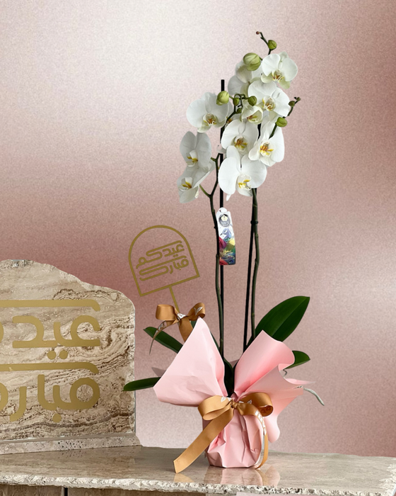 Eid White Orchids