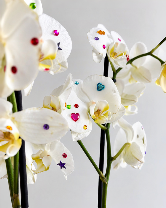 Bedazzled Orchids
