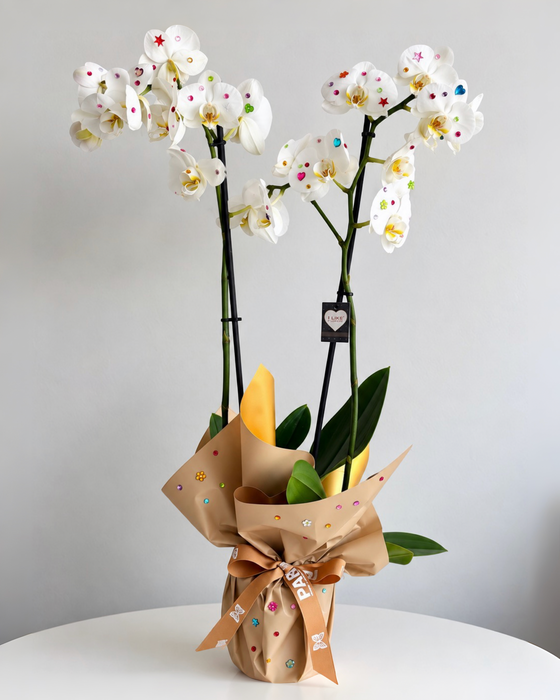 Bedazzled Orchids