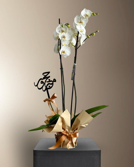 Hajj Orchids