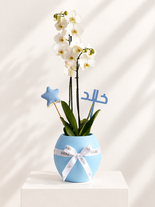 Boy Orchids