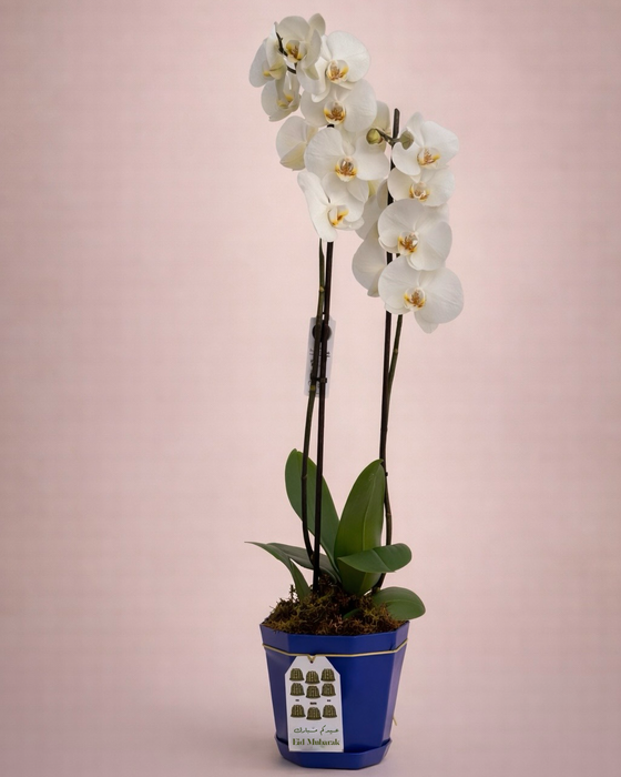 Eid Finyal Orchids