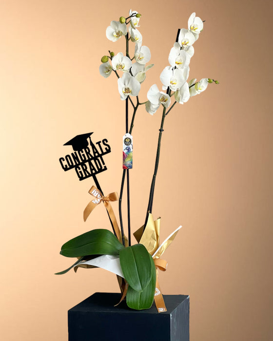 Graduation Orchids