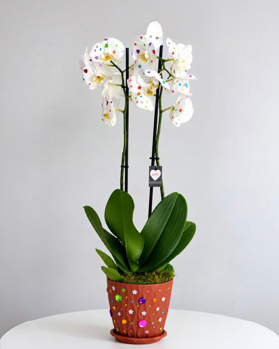 Bedazzled Orchids Pot