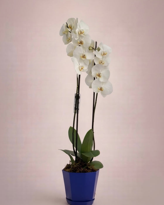 Finyal Orchid Gift