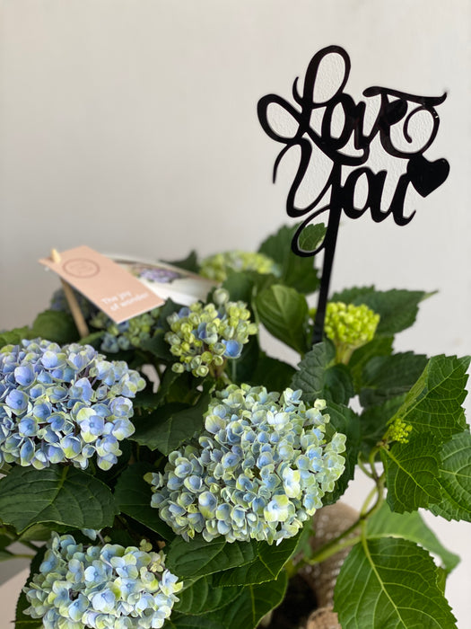 Hydrangea Plant Blue