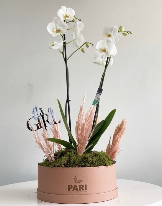 Signature BABYGIRL Orchids