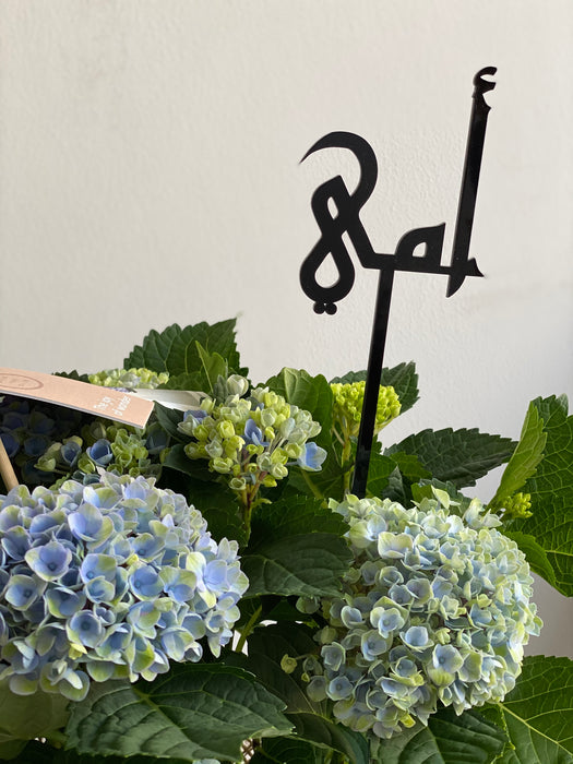 Hydrangea Plant Blue