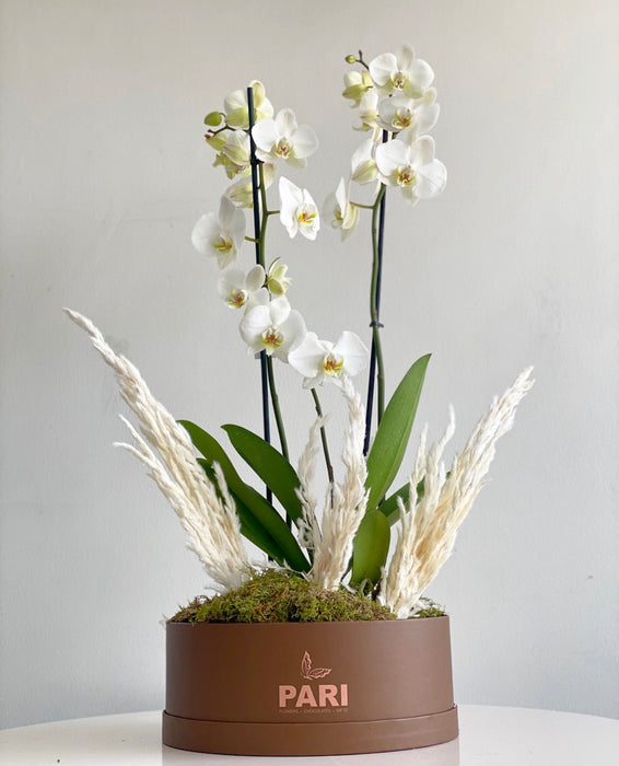 Signature Orchids