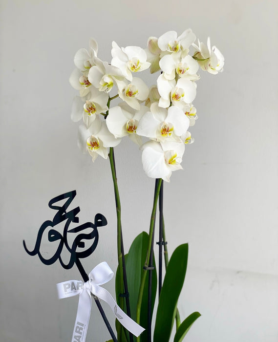 Hajj Orchids