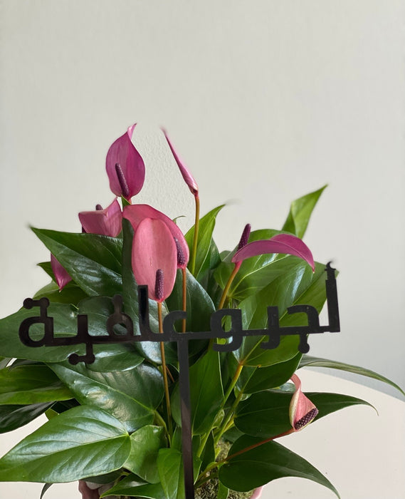 Pink Anthurium Plant