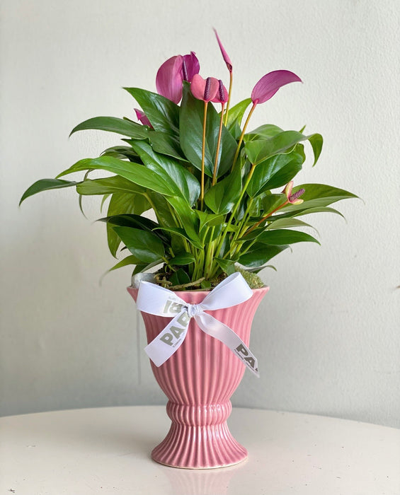 Pink Anthurium Plant