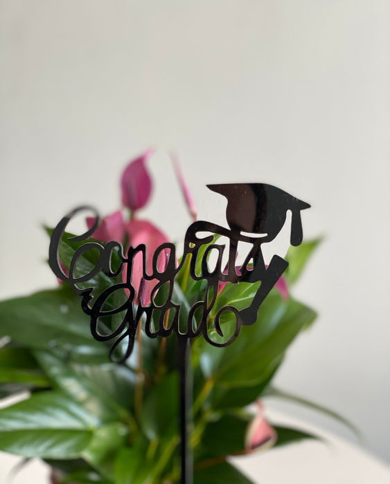 Pink Anthurium Plant