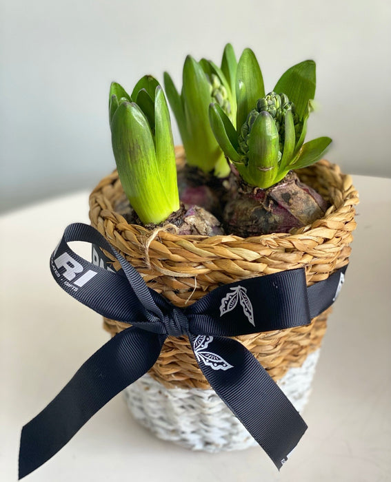 Hyacinthus plant