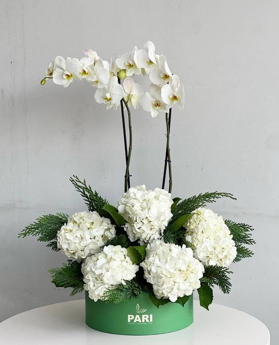 Signature Green Orchids