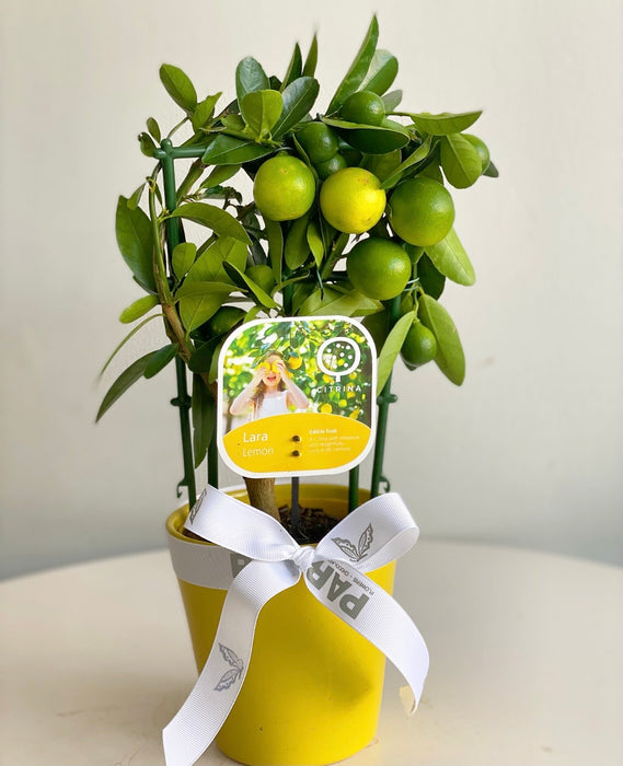 Lemon Tree