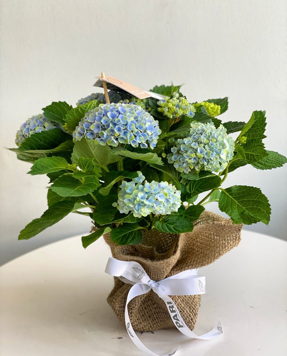 Hydrangea Plant Blue