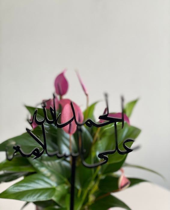 Pink Anthurium Plant