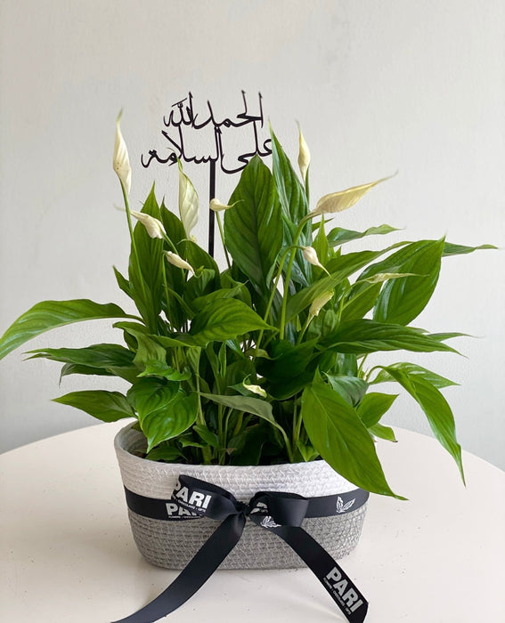 Peace Lily