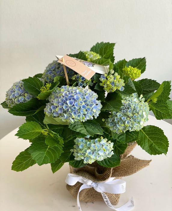 Hydrangea Plant Blue