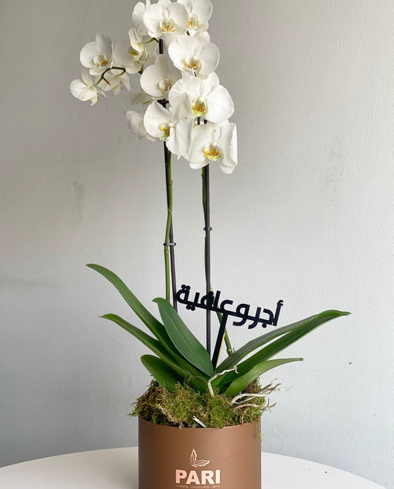 Signature Orchids ll