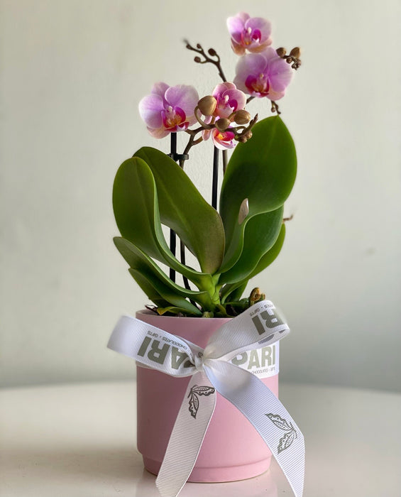 Mini Pink Orchids