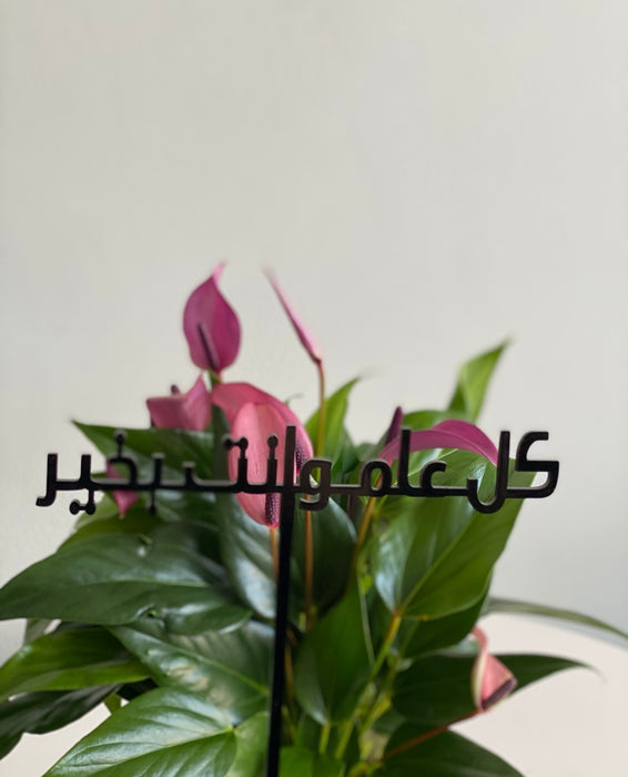 Pink Anthurium Plant