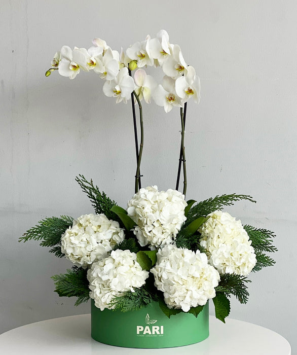 Signature Green Orchids