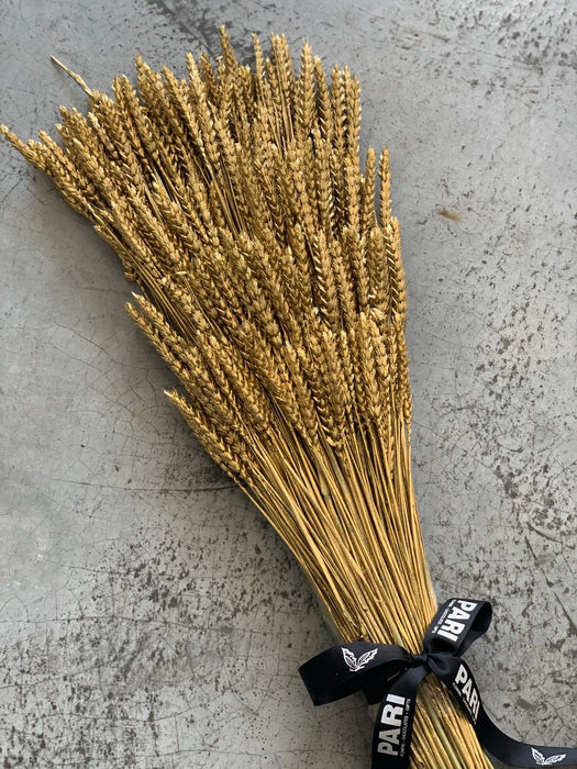 Golden Wheat