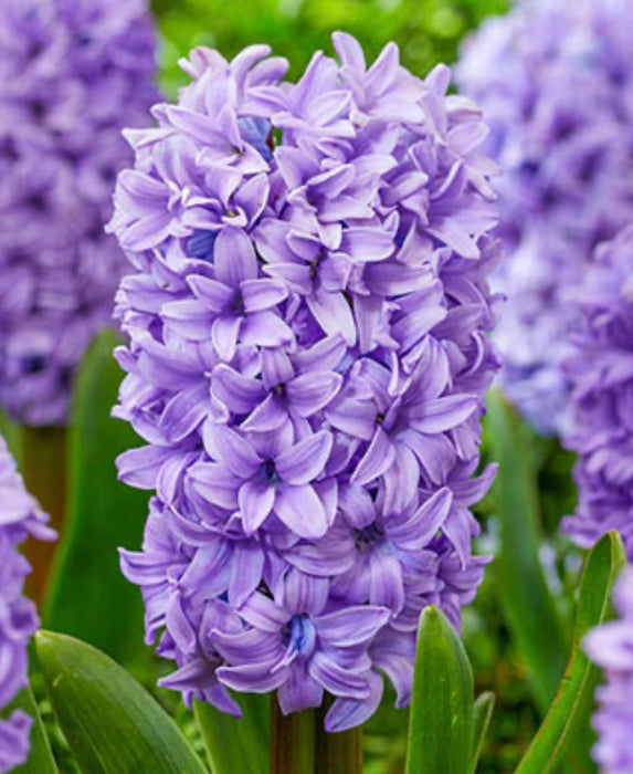 Hyacinthus