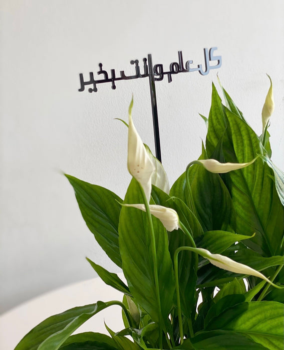 Peace Lily