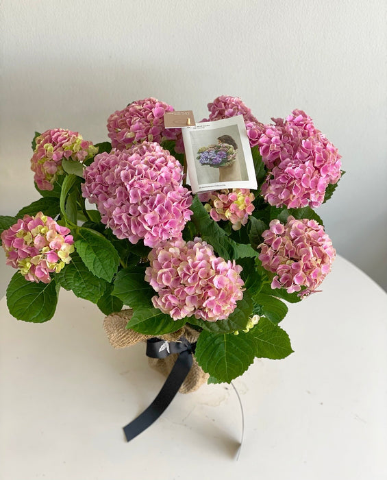 Hydrangea Plant Pink