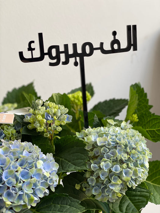 Hydrangea Plant Blue