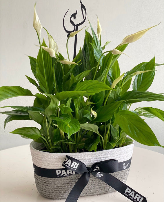 Peace Lily