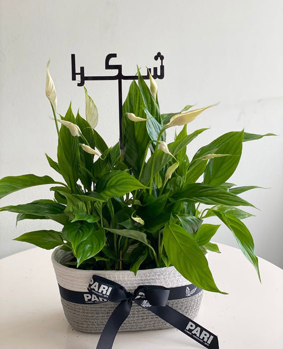 Peace Lily