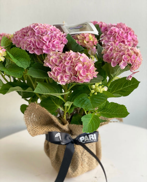 Hydrangea Plant Pink