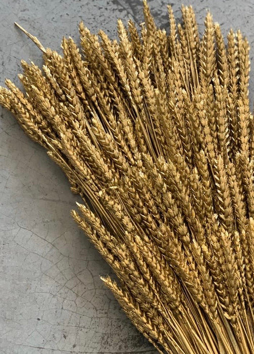 Golden Wheat