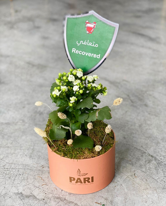 Recovered Plant