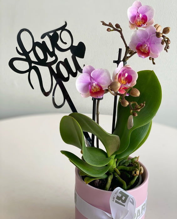 Mini Pink Orchids